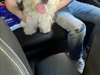 Ücretsiz Sahiplendirme Köpeğimiz