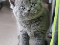 Safkan full british shorthair soy yavrular