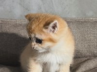 British golden