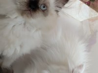 3 AYLIK DİŞİ İRAN KEDİLERİ