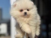 En şirin pomeranian boo yavruları