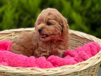 Teacup Maltipo Yavrularımız A Kalite