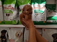 Poodle yavrumuz
