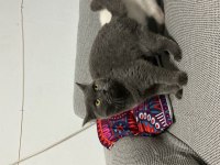 23.03 doğumlu akıllı british shorthair yavru