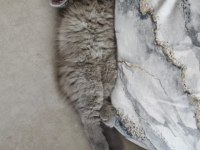 British Shorthair 50 günlük