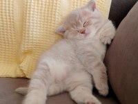 Safkan British Shorthair