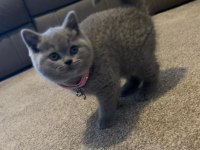 Top kafa gri British shorthair