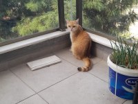 7 aylık dişi british longhair