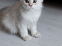 A kalite güzel yavru dişi kedimiz