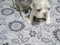 french bulldog yavru 30 günlük dişi ve erkek