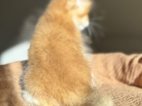 Golden Ny12 Mükemmel Kalite British Longhair
