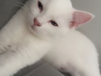 2 Beyaz safkan ırk british shorthair dişilerimiz