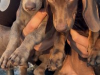 Aşıları bitmiş tuvalet eğitimli sosis dachshund yavrular