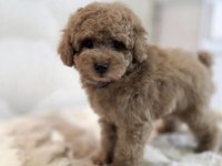 Toy Poodle Yavru Köpeğim