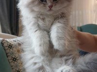 YAVRU 2 AYLIK KEDİMİZ