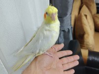 Ele alışkın sultan yavrusu