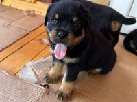 Koca Kafa Rottweiler Yavruları