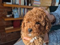 Tatlı Toy Poodle Yavrumuz