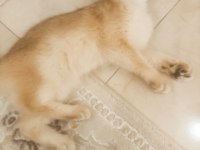 Golden boy ny12 5, 5 aylık