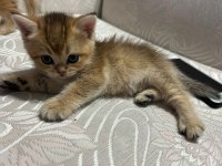 Golden yavrular british shorthair
