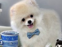 Beyaz Renk ayı surat pomeranian boo 2 aylık erkek yavrum
