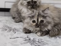 Dört kardeş yeni yuvalarını arıyor