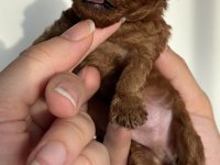 Orijinal kore toy poodle müthiş kalite