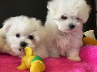 Petmode Köpek Çiftliğinden Kore Kan Maltese Yavrular