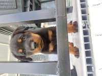 Safkan erkek yavru rottweiler