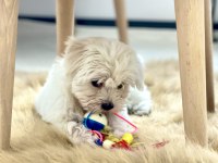 Maltese terrier yavru