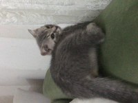 Scottish fold kedimiz 3 aylık erkek