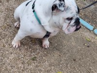 EGZOTİK İNGİLİZ BULLDOG DİŞİ