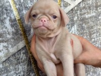 DİŞİ ERKEK PUG YAVRULARI KREDİ KARTI GEÇERLİDİR