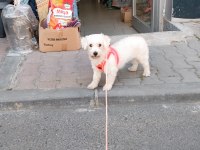 2.5 yaşında maltese terrıer dişi