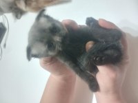 Yavru kedi siyam ile scottish kırık kulak yavruları