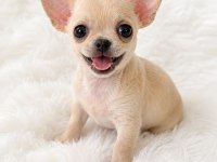 Cep Boy Wc Eğitimli Chihuahua