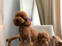 AŞILI WC EĞİTİMLİ TOY POODLE YAVRULAR