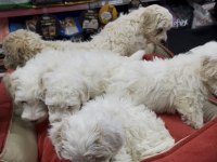 Maltipoo yavrularımız