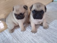 A kalite pug mops bebekler