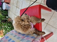 Anne poodle baba maltipoo