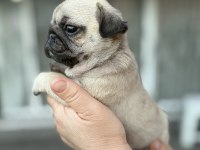 PUG MOPS YAVRU KÖPEKLER