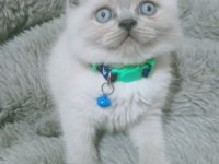 Mavi gözlü blue point british shorthair yavrular