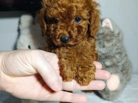 Kore Toy Poodle Elden Teslim