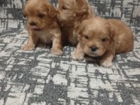 Rezerve açık yavrular kg cm garantili maltipoo