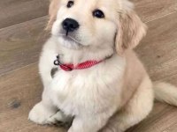 Arkadaş canlısı golden retriever yavrular