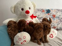 Kendi kızımın yavruları orjinal Red Poodle Yer Antalya