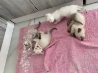 Bir buçuk aylık siyam kedisi yavrularımız
