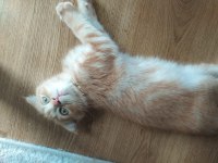 Kedi sahiplendirilecek