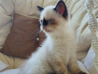 Safkan Exotic Shorthair Blue Point Dişi