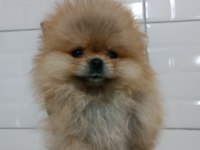Pomeranian Teddy Bear
